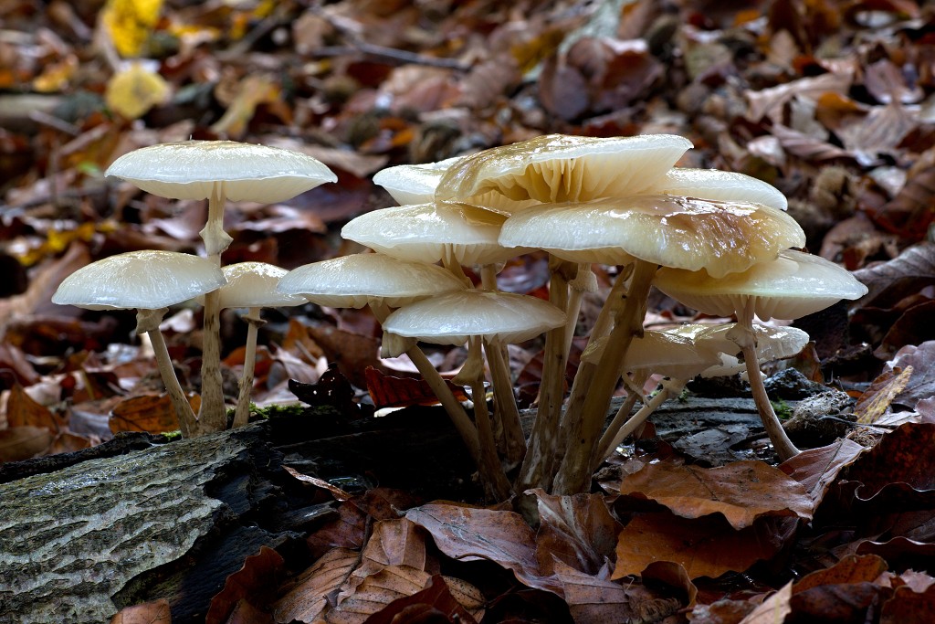 paddenstoel paddenstoelen paddestoel paddestoelen schimmel zwam schimmels zwammen hdr paddo paddos champignon champignons herfst najaar